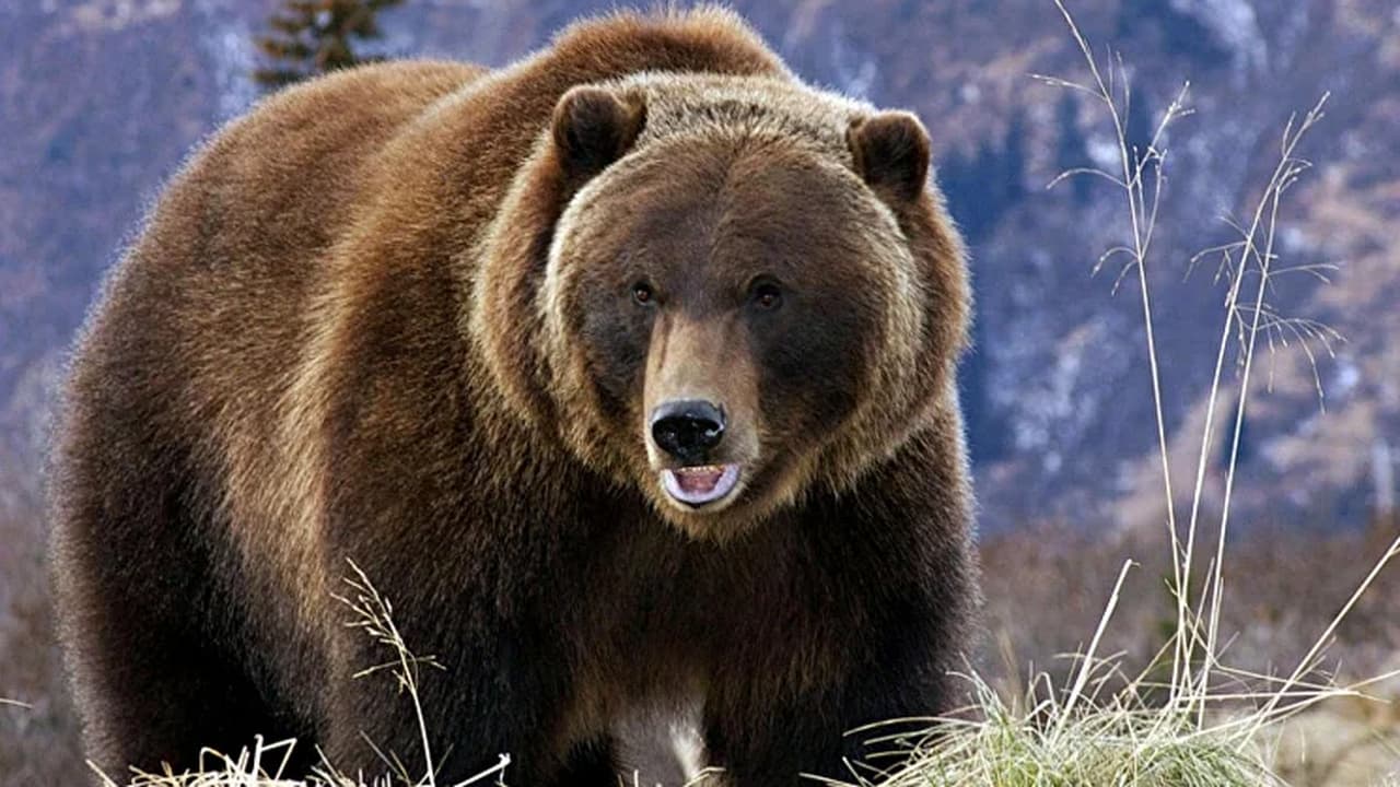 Почему медведи стали чаще нападать на людей в России в 2026 году: что происходит на самом деле