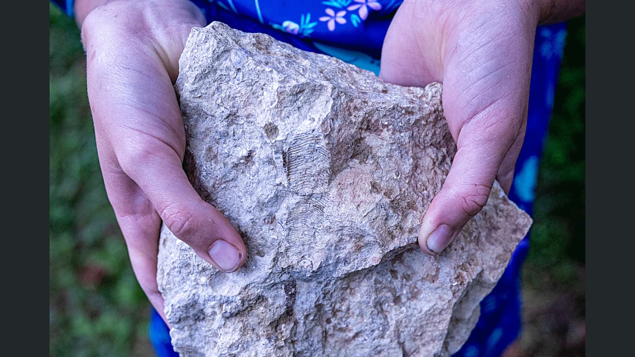 Школьник нашел окаменелость существа, жившего на Земле 550 млн лет назад